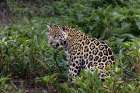 Jaguar along the river banks of Cuiaba River, Pantanal, Brazil. Art Print